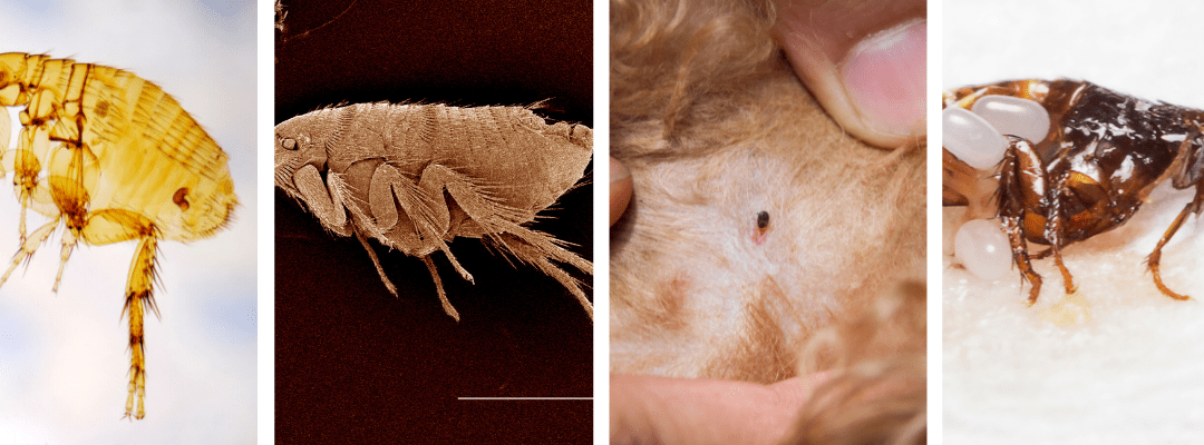 Top 10 Tips to Protect Your Home from Flea Infestations