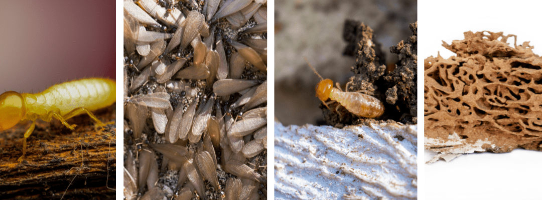 Termites, swarmers, and damaged wood.