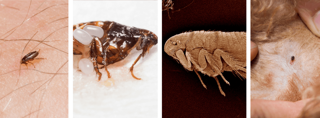 Cat Fleas 101: Identifying, Preventing, and Treating Infestations