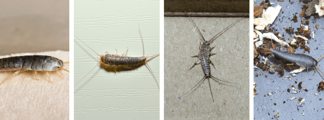 Multiple silverfish on different surfaces.