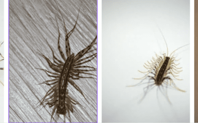 Centipedes in St. Louis: What You Need to Know