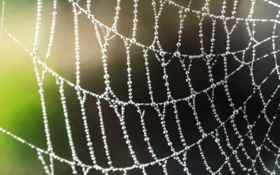 Suspect a Brown Recluse Bite? Here’s What to Do Next