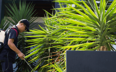 Teamwork in Pest Control: Why Homeowners and STL Pest Control Must Work Together