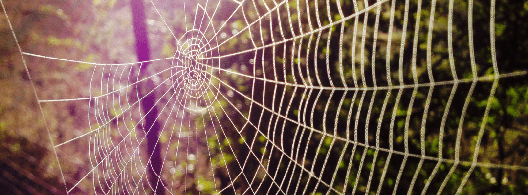 Understanding Brown Recluse Spiders: A Comprehensive Guide for Homeowners