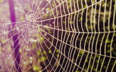 Understanding Brown Recluse Spiders: A Comprehensive Guide for Homeowners