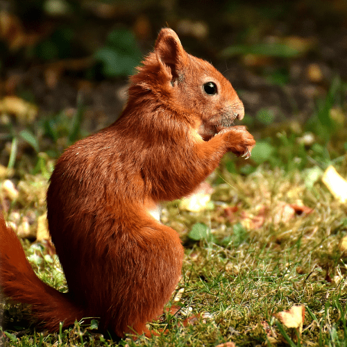 Chipmunk standing on a tree stump in a St. Louis, MO forest.