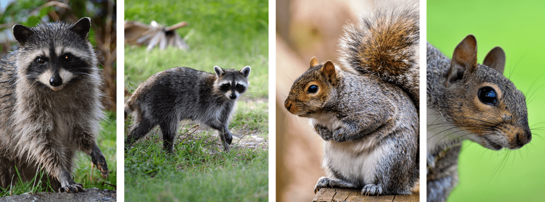 The Science Behind Squirrels and Raccoons Invading Your Attic