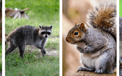 The Science Behind Squirrels and Raccoons Invading Your Attic