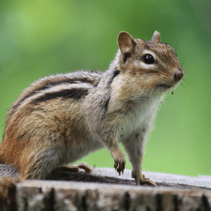 Chipmunk standing on a tree stump in a St. Louis, MO forest.