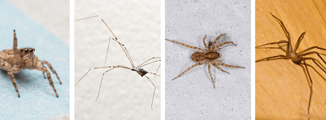 The Fall Spider Invasion: What’s Luring Them Into Your Home