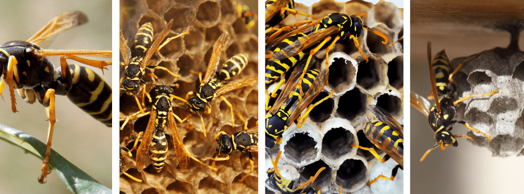 Fireplaces, Vents, and Windows: How Wasps Sneak Into Your Home This Fall