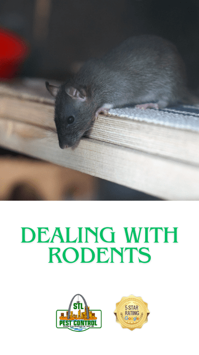 Rat chewing on furniture upholstery.