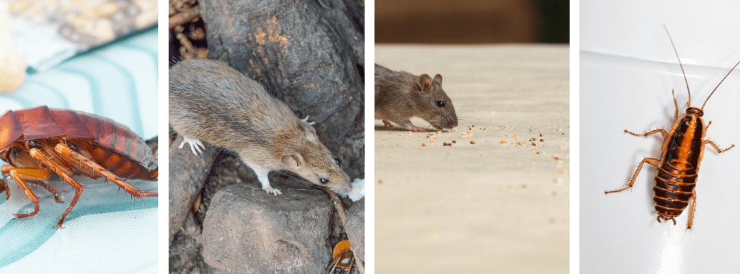 Uninvited Guests: How Pests Sneak Into Your Home and How to Keep Them Out