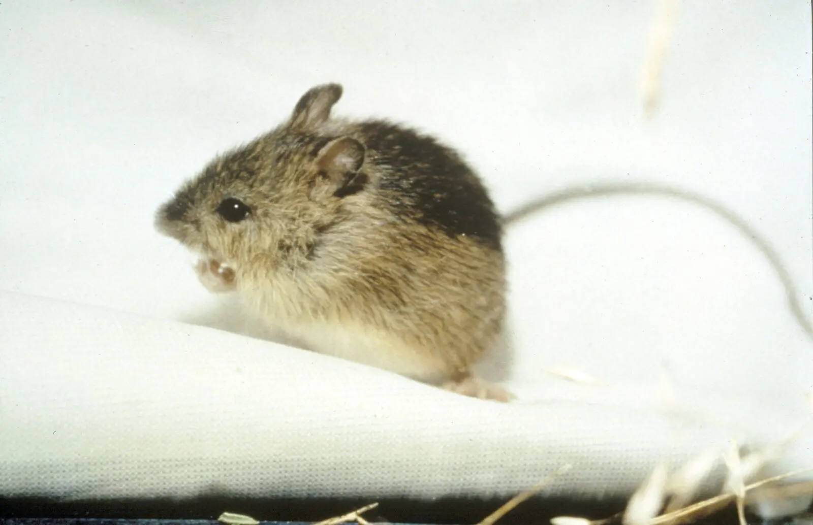 meadow-mouse-pest-control