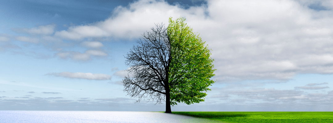 How Changing Midwest Temperatures Impact Bug Populations