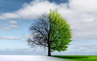 How Changing Midwest Temperatures Impact Bug Populations