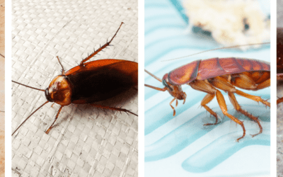 Cockroaches and Their Impact on Allergies and Asthma: What You Need to Know