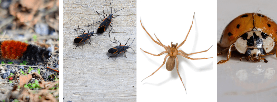 Surviving the Freeze: The Incredible Adaptations of Midwest Insects