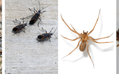 Surviving the Freeze: The Incredible Adaptations of Midwest Insects