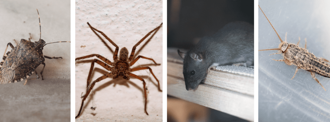 Seasonal Pest Prevention: December Home Inspections for St. Louis, MO Homes