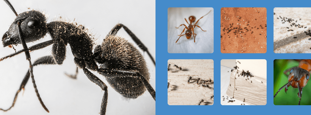 Why Are Ants Invading My St. Louis Home in Winter?