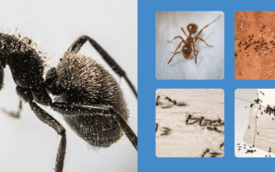 Why Are Ants Invading My St. Louis Home in Winter?
