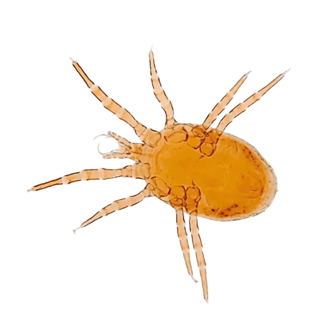 Bird-Mite