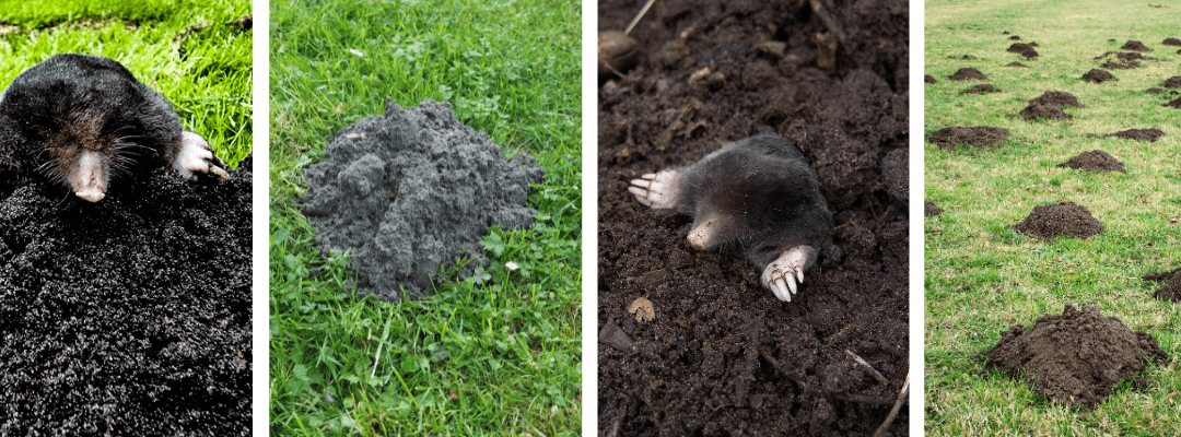 Moles in St. Louis: The Fastest Way to Reclaim Your Lawn