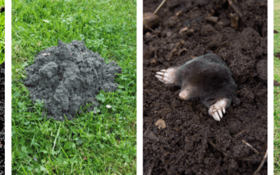 Moles in St. Louis: The Fastest Way to Reclaim Your Lawn