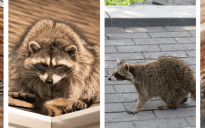 How Termites Damage Your Home & Attract Raccoons