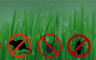 Warmer Weather, More Pests: Springtime Prevention Tips for St. Louis Homeowners