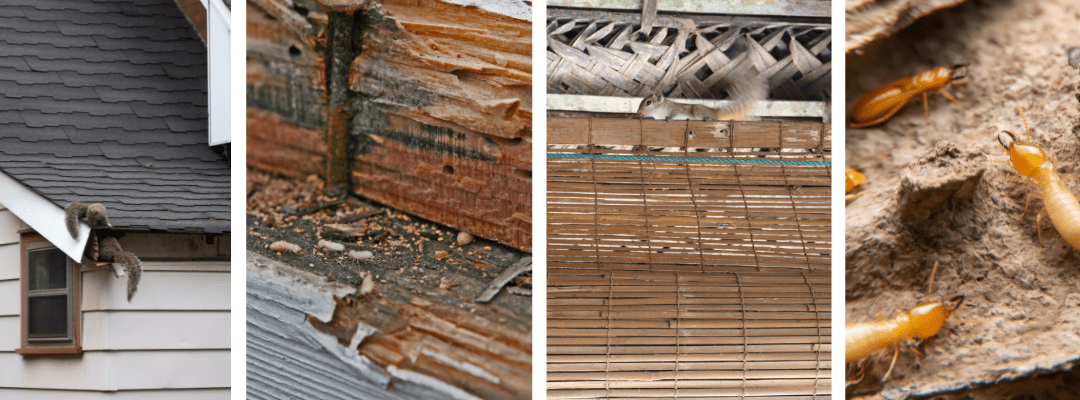 How Termites Weaken Your Home and Invite Eastern Grey Squirrels into Your Attic