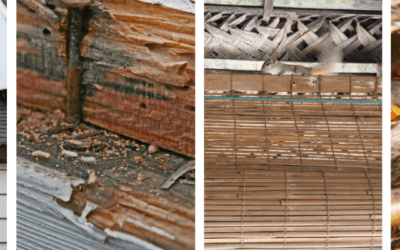 How Termites Weaken Your Home and Invite Eastern Grey Squirrels into Your Attic