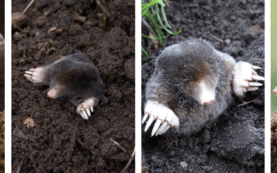Understanding Moles in St. Louis, MO