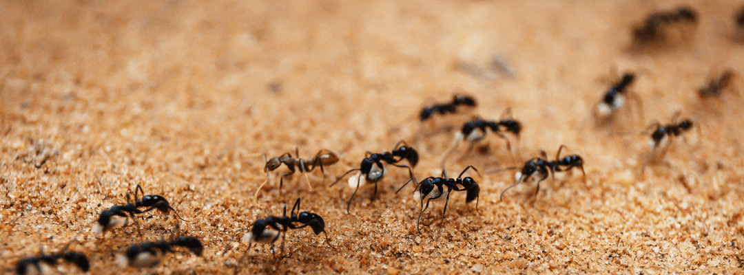 Where Do Ants Hibernate? Understanding Their Winter Hideouts and Spring Invasions