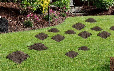 Moles vs. Voles: What’s Tearing Up Your St. Louis Lawn?