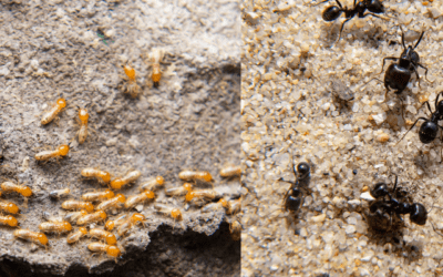 Ants vs. Termites: Surprising Similarities and Their Impact on St. Louis Homes