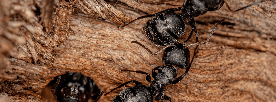 Carpenter Ants vs. Odorous House Ants: Spot the Difference & Understand the Risk