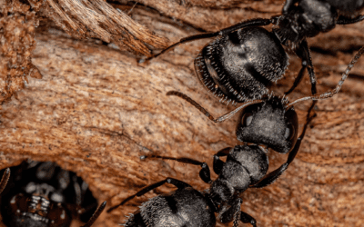 Carpenter Ants vs. Odorous House Ants: Spot the Difference & Understand the Risk