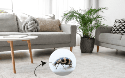 Tiny Invaders, Big Damage: Your Ultimate Guide to Carpet Beetles in St. Louis