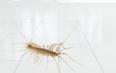 Why Am I Seeing House Centipedes in My St. Louis Home?