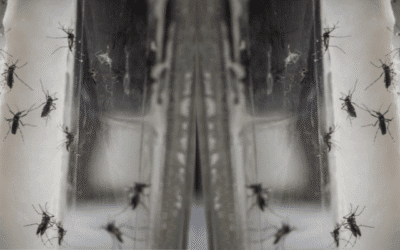 Mosquitoes in St. Louis: Why a One-Time Spray Just Won’t Cut It