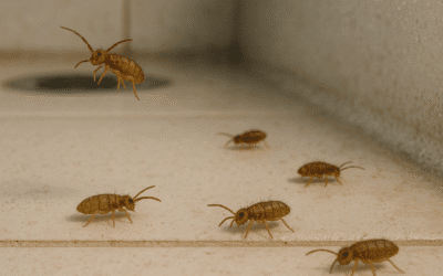 The Mystery of the Bathroom Bugs: Solving Your Springtail Problem