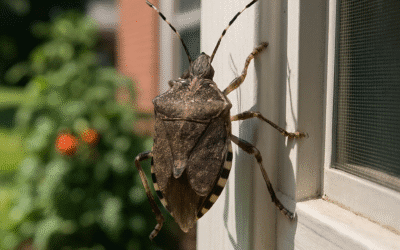 Swarm of Stink Bugs Annoying St. Louis Homeowners This Summer