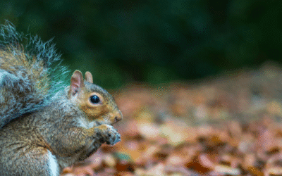 When “Cute” Becomes “Costly”: The Hidden Damage of Grey Squirrels in Your St. Louis Home