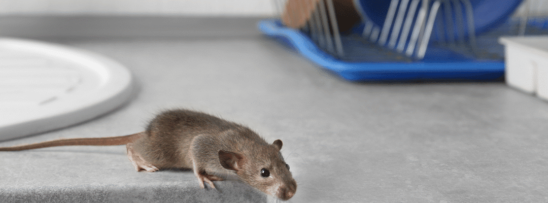 St. Louis Homeowners: 7 Early Signs You’ve Got a Pest Problem