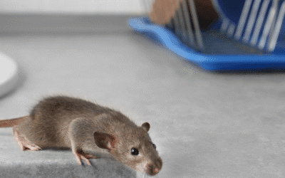 St. Louis Homeowners: 7 Early Signs You’ve Got a Pest Problem