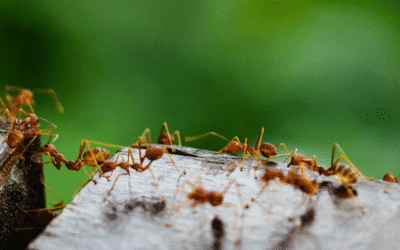 From Kitchen to Basement: How to Protect Your St. Louis Home from Ants