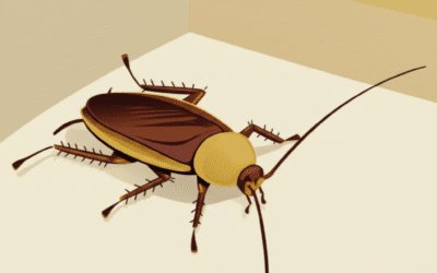 The “Furniture Roach” You Don’t Want in Your St. Louis Home: A Sneaky Invader