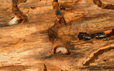 Termite Myths vs. Facts: Separating Truth from Fiction